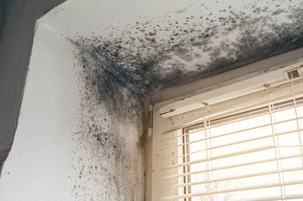 Affordable Crawl Space Mold Removal solutions in Ebensburg, PA